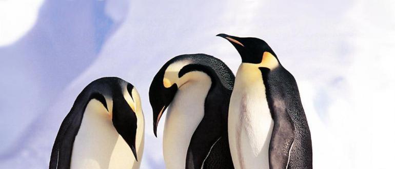 К чему снится необычный сон с пингвином – разберемся вместе!